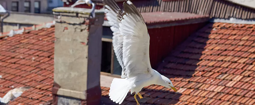 Residential Chimney Animal Removal Solution in Alum Rock, CA