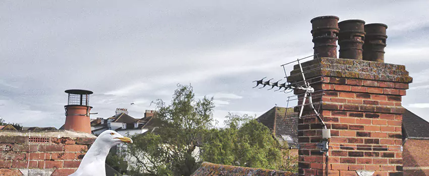 Chimney Cleaning And Restoration in Alum Rock, California